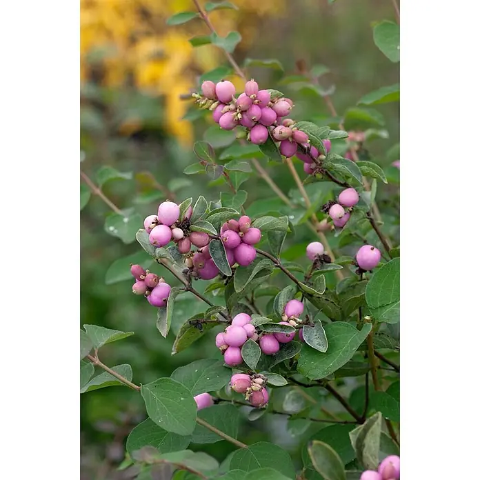 Pflanzen für dich Scheinbeere 40-60 cm - Symphoricarpos × doorenbosii 'Magical Candy' - Ein leuchtender Strauch mit Trauben aus hellrosa, runden Beeren und grünen Blättern.