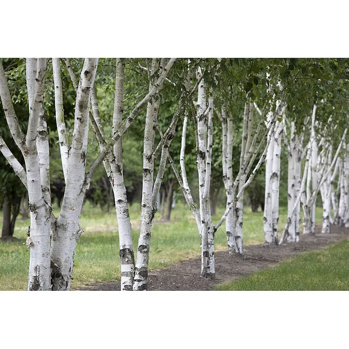 Pflanzen für dich Trauerbirke 60-100 cm - Betula utilis - Eine Reihe von Birken mit auffälliger weißer Rinde und leuchtend grünen Blättern.