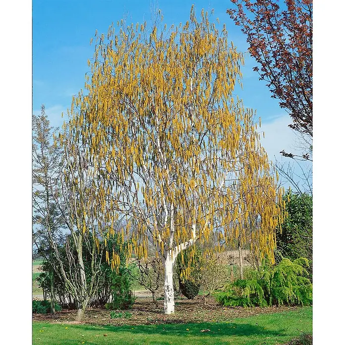 Pflanzen für dich Trauerbirke 60-100 cm - Betula utilis - Ein ausgewachsener weißer Birkenbaum mit leuchtend gelben Kätzchen steht in einem Garten unter blauem Himmel.