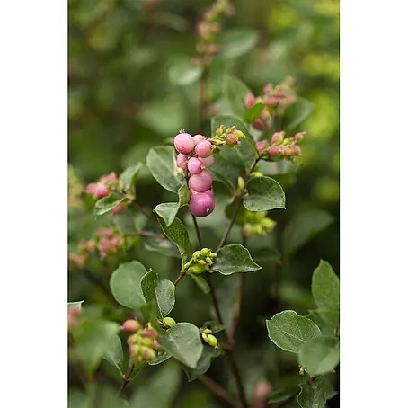 Pflanzen für dich  Scheinbeere 40-60 cm