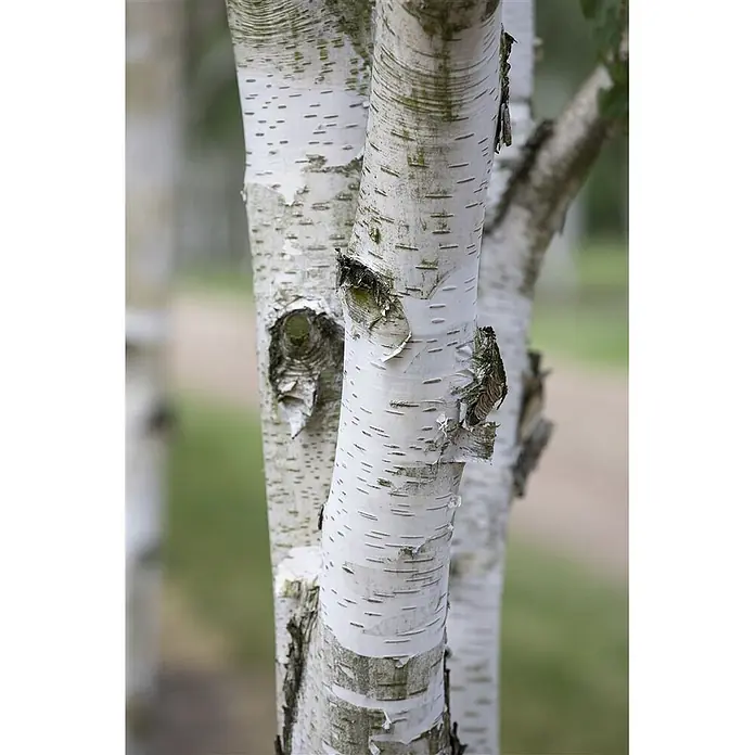 Pflanzen für dich Trauerbirke 60-100 cm - Betula utilis - Nahaufnahme mehrerer Birkenstämme mit charakteristischer weißer, abblätternder Rinde und dunklen horizontalen Markierungen.