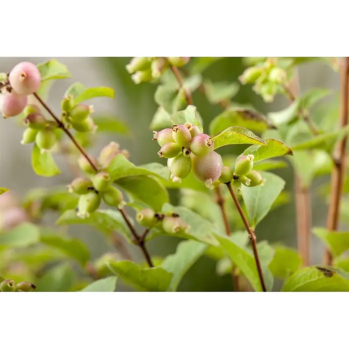 Pflanzen für dich Scheinbeere 100-125 cm - Symphoricarpos doorenbosii 'Magic Berry' - Trauben runder, hellgrüner und rosafarbener Beeren an dünnen braunen Stielen mit grünen Blättern.