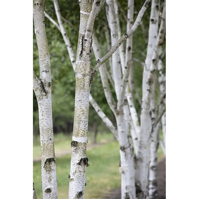 Pflanzen für dich Trauerbirke 60-100 cm - Betula utilis - Mehrere Birken mit charakteristischer weißer Rinde und dunklen Markierungen in einer natürlichen Umgebung.