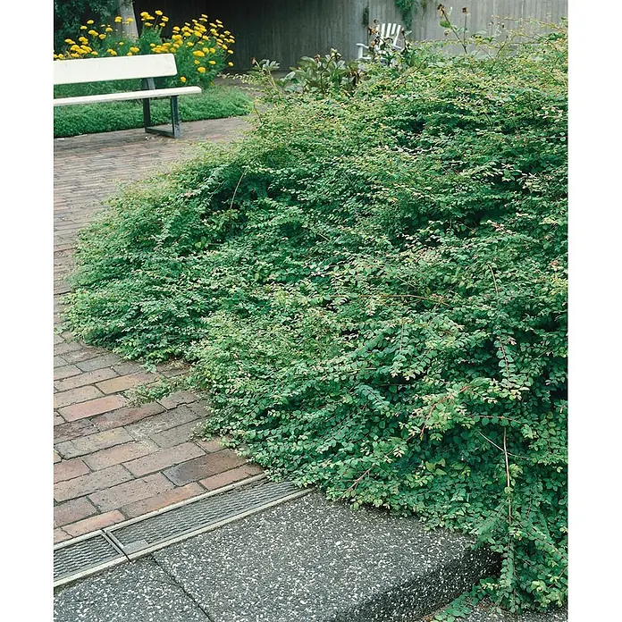 Pflanzen für dich Scheinbeere 60-100 cm - Symphoricarpos chenaultii - Üppige grüne Bodendeckerpflanze mit kleinen Blättern neben einem Ziegelweg und einer weißen Bank im Hintergrund.