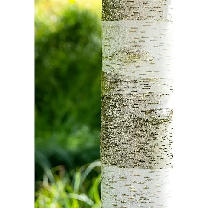 Pflanzen für dich Trauerbirke 60-100 cm - Betula utilis - Weiße und graue Baumrindenstruktur mit horizontalen Markierungen.
