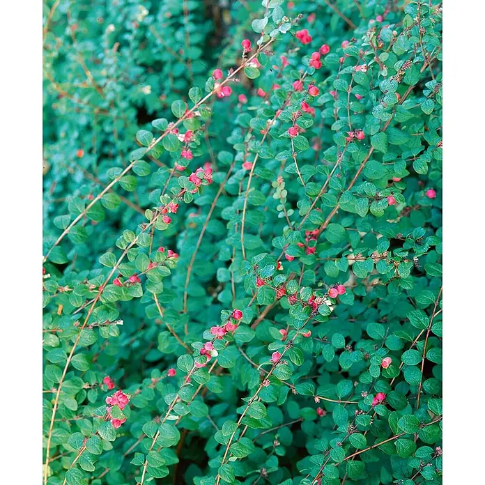 Pflanzen für dich Scheinbeere 60-100 cm - Symphoricarpos chenaultii - Dichter grüner Strauch mit kleinen, runden Blättern und zahlreichen winzigen, leuchtend rosa bis rötlichen Beeren entlang der Stiele.