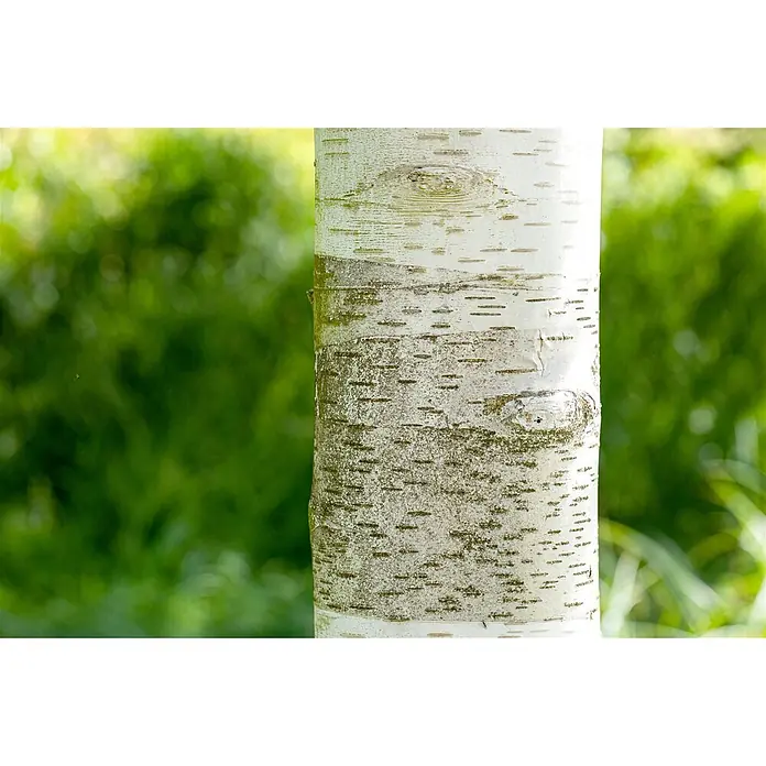 Pflanzen für dich Trauerbirke 60-100 cm - Betula utilis - Weißer Birkenstamm mit charakteristischer strukturierter Rinde und dunklen Markierungen.