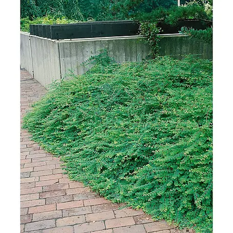 Pflanzen für dich  Scheinbeere 60-100 cm