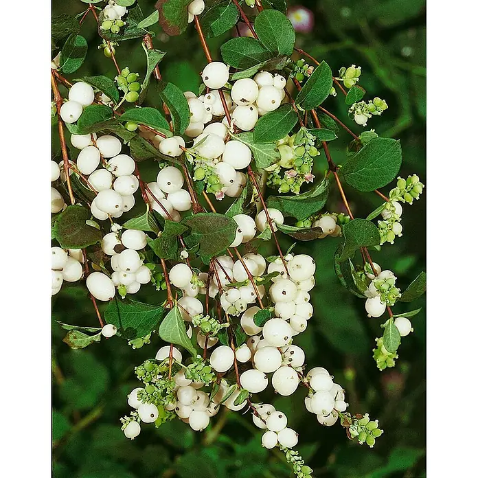 Pflanzen für dich Scheinbeere 40-60 cm - Symphoricarpos albus - Zweige einer Schneebeere mit vielen runden, weißen Beeren und grünen Blättern.