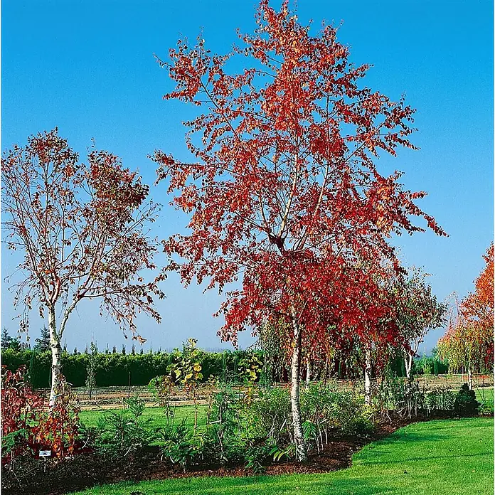 Pflanzen für dich Trauerbirke 100-125 cm - Betula pendula 'Royal Frost' - Drei Birken mit weißer Rinde und leuchtend roten Herbstblättern in einem angelegten Garten.