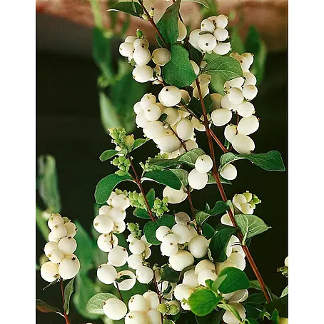 Pflanzen für dich  Heckenmyrthe 125-150 cm
