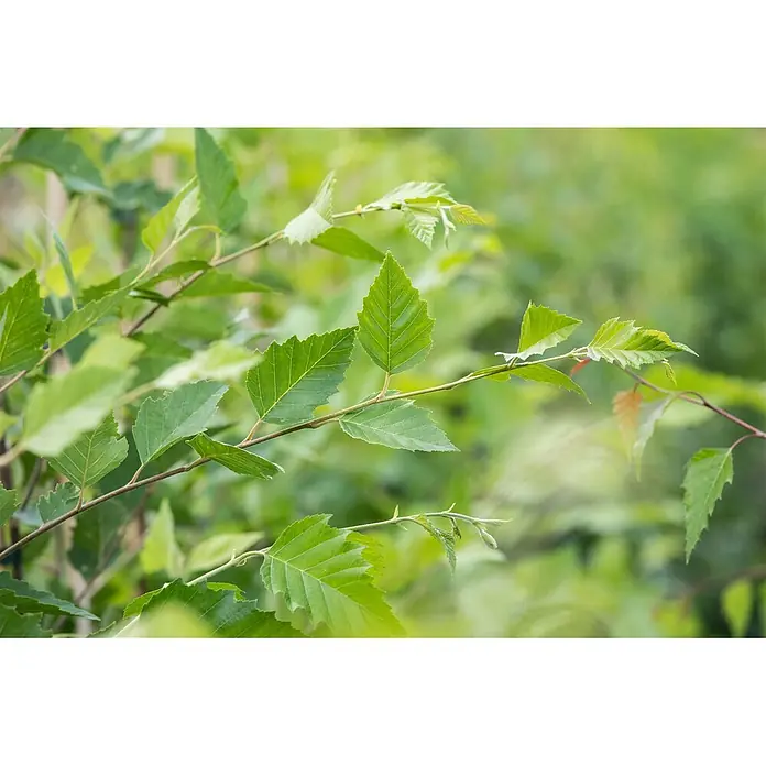 Pflanzen für dich Trauerbirke 100-125 cm - Betula nigra - Detail von leuchtend grünen Blättern an schlanken Ästen.