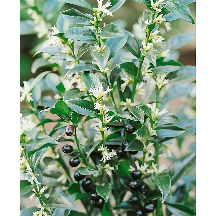 Pflanzen für dich Scheinbeere 2 Liter - Sarcococca confusa - Immergrüne Pflanze mit glänzenden dunkelgrünen Blättern, Büscheln kleiner weißer Blüten und dunklen Beeren.