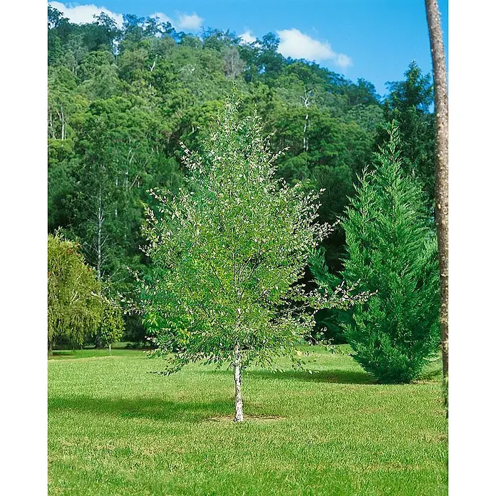 Pflanzen für dich Trauerbirke 100-125 cm - Betula nigra - Ein junger, schlanker Birkenbaum mit hellgrünen Blättern und weißer Rinde steht mittig auf einem hellgrünen Rasen.