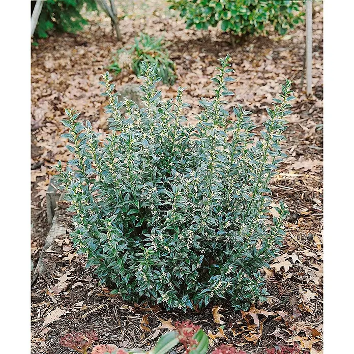 Pflanzen für dich Scheinbeere 2 Liter - Sarcococca confusa - Kompakter dunkelgrüner Strauch mit kleinen, hellgelben Blüten, in einem Garten mit natürlichem Mulch.