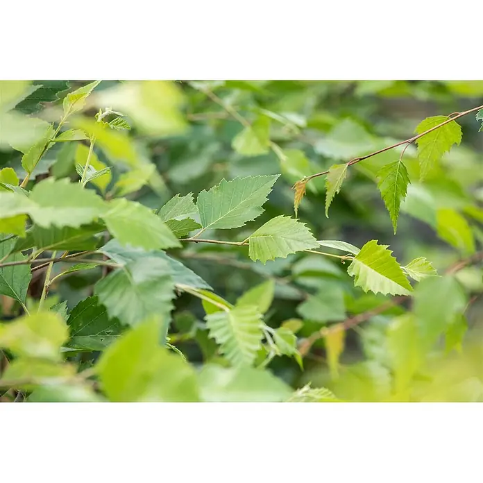 Pflanzen für dich Trauerbirke 100-125 cm - Betula nigra - Lebhaft grüne Blätter mit gezackten Rändern an dünnen Ästen.