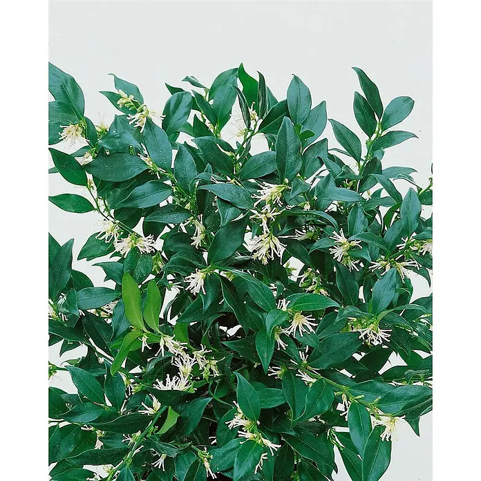 Pflanzen für dich Scheinbeere 2 Liter - Sarcococca confusa - Dunkelgrüne, buschige Pflanze mit kleinen, weißen, stacheligen Blüten.
