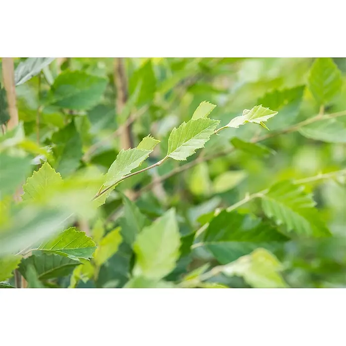 Pflanzen für dich Trauerbirke 100-125 cm - Betula nigra - Lebhaft grüne Blätter mit gezackten Rändern an einem Ast, umgeben von unscharfem Laub, das natürliche Frische ausstrahlt.