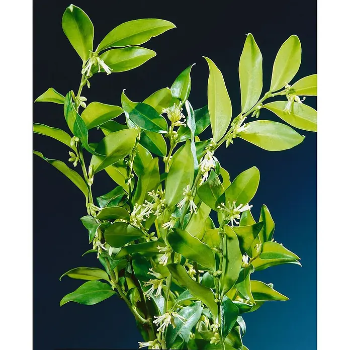 Pflanzen für dich Scheinbeere 2 Liter - Sarcococca confusa - Üppige Grünpflanze mit glänzenden ovalen Blättern und zarten weißen Blüten an den Stielen.