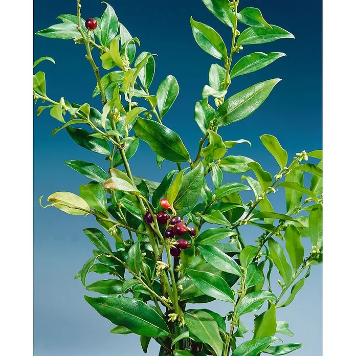 Pflanzen für dich Scheinbeere 2 Liter - Sarcococca confusa - Üppige grüne Pflanze mit glänzenden Blättern und roten bis tiefvioletten Beerenbüscheln vor blauem Hintergrund.