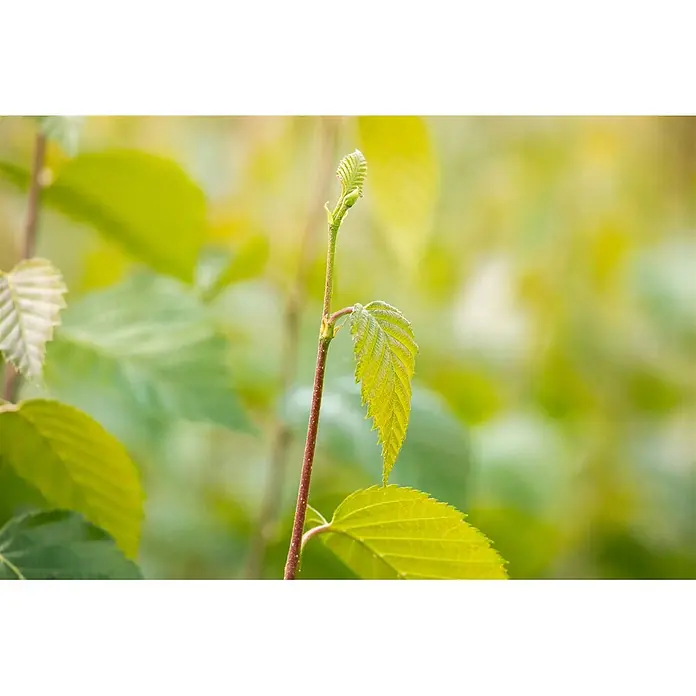 Pflanzen für dich Trauerbirke 100-125 cm - Betula nigra - Junger Pflanzenstiel mit rötlichem Stamm und leuchtend grünen, sprießenden Blättern. Eine eng gerollte Knospe ist an der Spitze sichtbar und symbolisiert neues Wachstum.