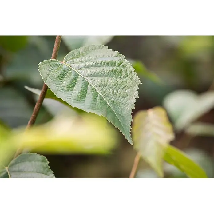 Pflanzen für dich Trauerbirke 100-125 cm - Betula nigra - Ein leuchtend grünes, gezacktes Blatt mit deutlichen Adern an einem braunen Zweig.