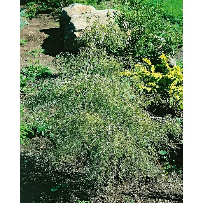 Pflanzen für dich Trauerbirke 40-60 cm - Betula pendula 'Karaca' - Grüner, zart belaubter Zierstrauch in einem Garten.