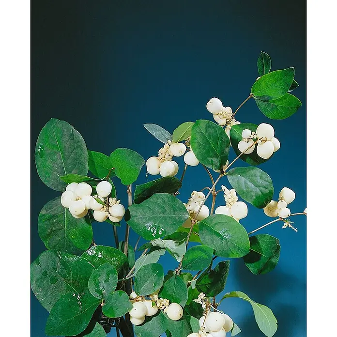 Pflanzen für dich Scheinbeere 60-100 cm - Symphoricarpos × doorenbosii 'White Hedge' - Zweige mit grünen Blättern und weißen Schneebeeren vor einem dunkelblauen Hintergrund.
