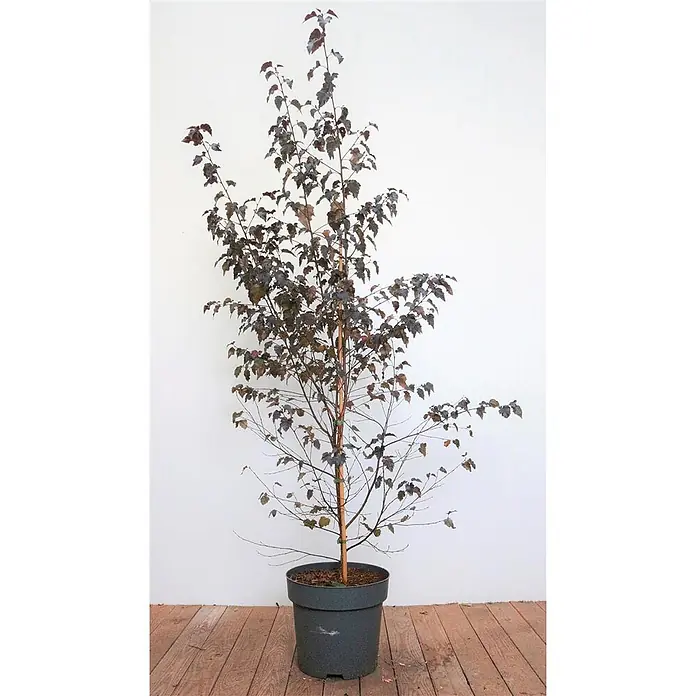 Pflanzen für dich Trauerbirke 100-125 cm - Betula pendula 'Royal Frost' - Junger Laubbaum mit dunkel rotbraunen Blättern und dünnem Stamm, in einem dunkelgrauen Topf.