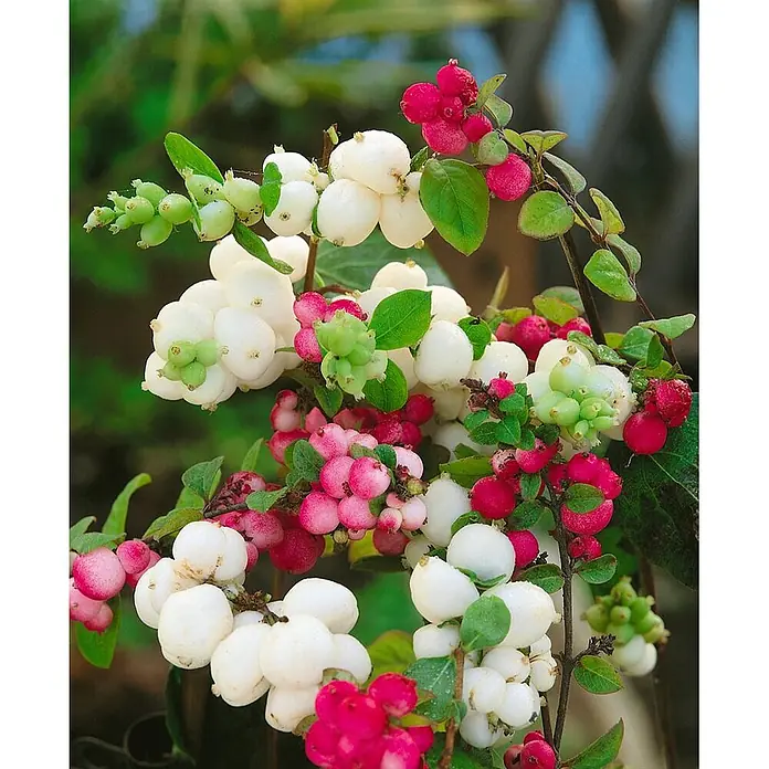 Pflanzen für dich Scheinbeere 60-100 cm - Symphoricarpos × doorenbosii 'White Hedge' - Pflanze mit Trauben weißer, rosa und roter Beeren und grünen Blättern.