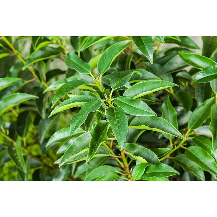 Pflanzen für dich Portugiesische Lorbeerkirsche 40-60 cm - Prunus lusitanica, Aktuelle Wuchshöhe: 40 cm - 60 cm - Üppige grüne Blätter einer Pflanze, mit sichtbarem helleren Neuaustrieb.
