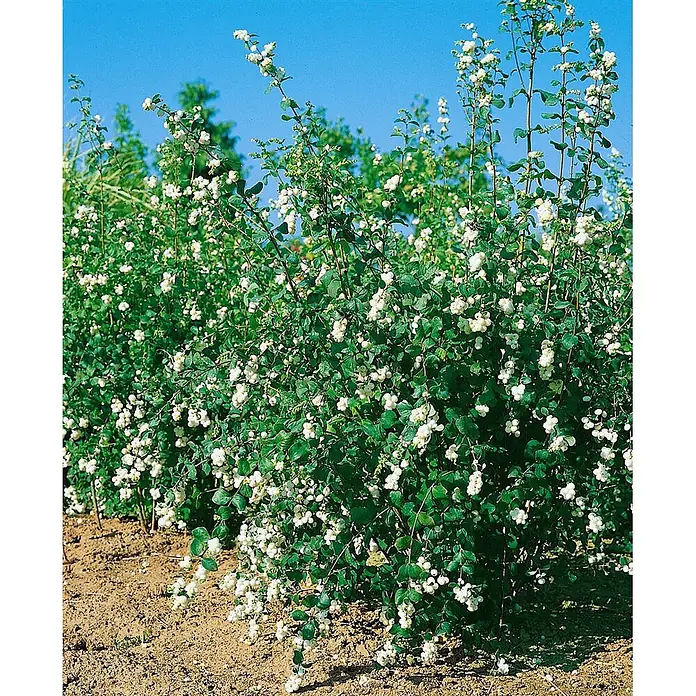 Pflanzen für dich Scheinbeere 60-100 cm - Symphoricarpos × doorenbosii 'White Hedge' - Schneebeerenstrauch mit zahlreichen leuchtend weißen Beeren und grünen Blättern, im Freien gepflanzt.