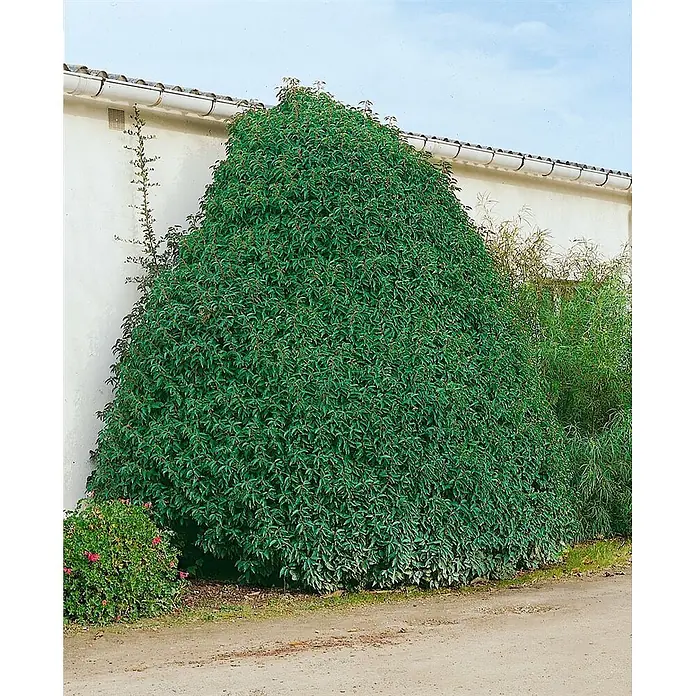 Pflanzen für dich Portugiesische Lorbeerkirsche 40-60 cm - Prunus lusitanica 'Myrtifolia', Aktuelle Wuchshöhe: 40 cm - 60 cm - Großer, dichter, dunkelgrüner immergrüner Strauch an einer weißen Gebäudewand, der üppigen natürlichen Bewuchs bietet.