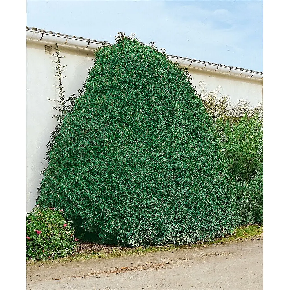 kirschlorbeer 200 cm hoch Portugiesischer Kirschlorbeer  Prunus lusitanica 'Angustifolia' (Hoch   Blupf by Kitzinger