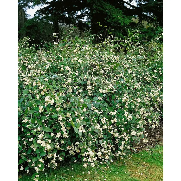 Pflanzen für dich Scheinbeere 60-100 cm - Symphoricarpos × doorenbosii 'White Hedge' - Schneebeerenstrauch mit grünen Blättern und zahlreichen weißen Beeren in einem Naturgarten.