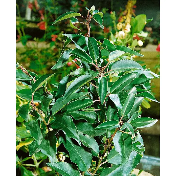 Pflanzen für dich Portugiesische Lorbeerkirsche 40-60 cm - Prunus lusitanica 'Myrtifolia', Aktuelle Wuchshöhe: 40 cm - 60 cm - Eine lebendig grüne Blattpflanze mit braunen Stielen, vor einem verschwommenen Gartenhintergrund.
