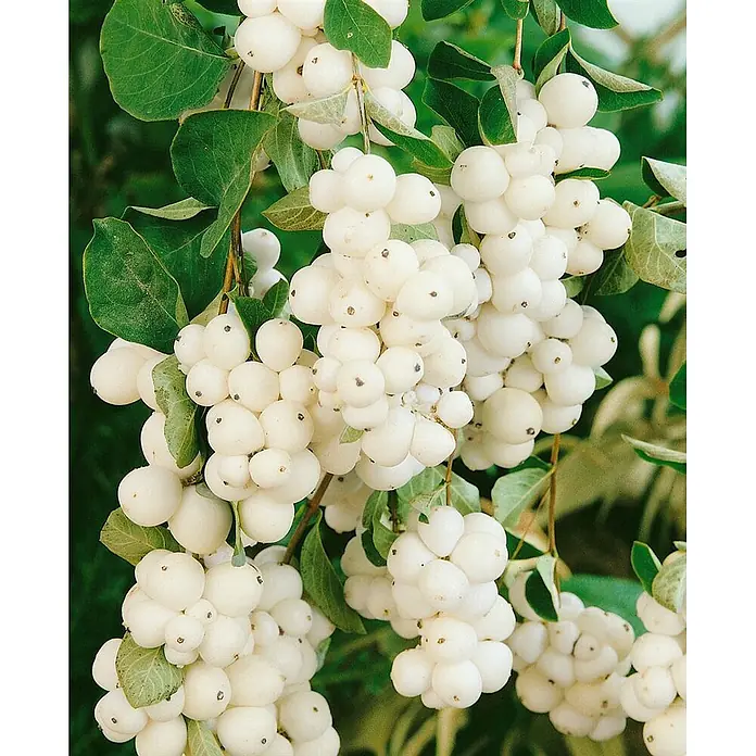 Pflanzen für dich Scheinbeere 60-100 cm - Symphoricarpos × doorenbosii 'White Hedge' - Weiße Beeren in Büscheln an grünen, beblätterten Zweigen.