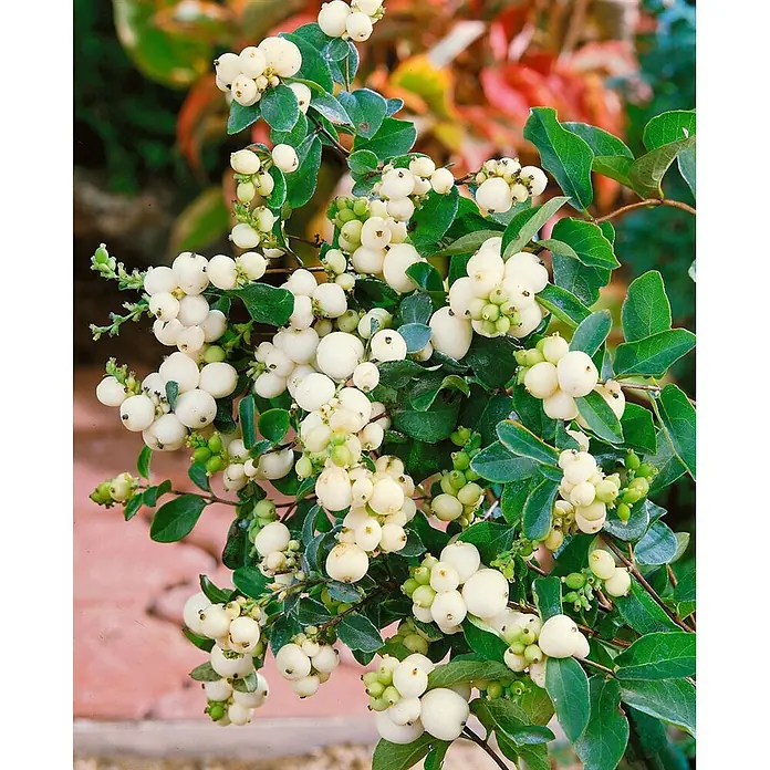 Pflanzen für dich Scheinbeere 60-100 cm - Symphoricarpos × doorenbosii 'White Hedge' - Nahaufnahme eines lebhaften Schneebeerstrauchs mit weißen, runden Beeren und grünen Blättern vor verschwommenem Hintergrund.