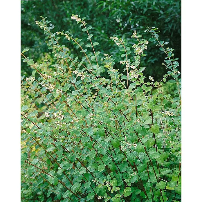 Pflanzen für dich Scheinbeere 40-60 cm - Symphoricarpos × doorenbosii 'Amethyst' - Grüner Strauch mit schlanken Stängeln, kleinen Blättern und winzigen weißen Blüten.