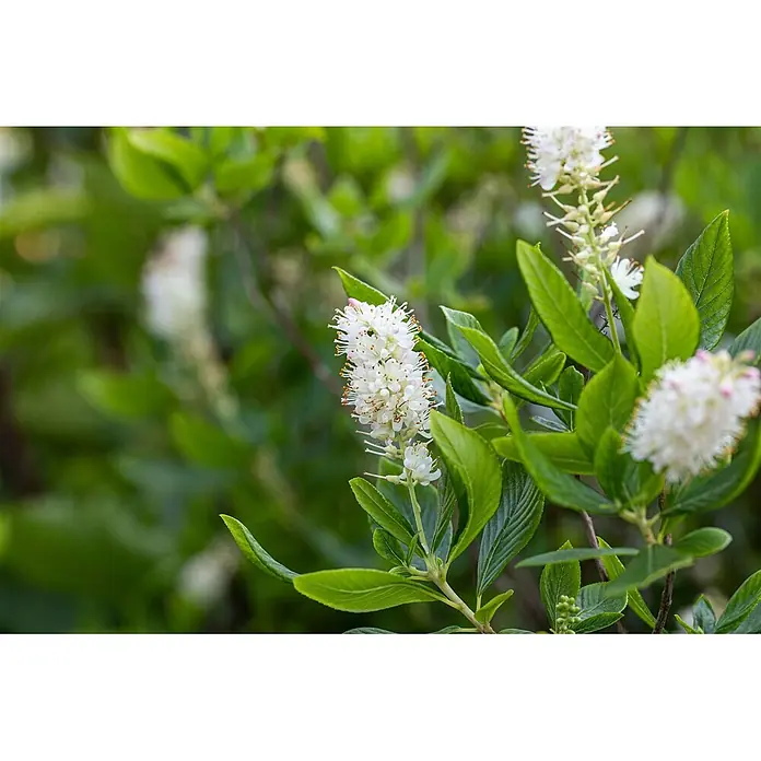 Pflanzen für dich Scheinbeere 40-60 cm - Clethra alnifolia 'Hummingbird' - Weiße, ährenförmige Blüten blühen an einer Pflanze mit grünen Blättern.