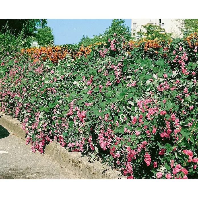 Pflanzen für dich Scheinbeere 40-60 cm - Symphoricarpos × doorenbosii 'Amethyst' - Dichte Hecke mit vielen leuchtend rosa Beeren und grünen Blättern, entlang eines Bordsteins.