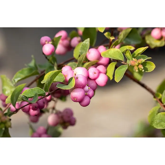 Pflanzen für dich Scheinbeere 40-60 cm - Symphoricarpos × doorenbosii 'Amethyst' - Ast mit leuchtend rosa Beeren und grünen Blättern.