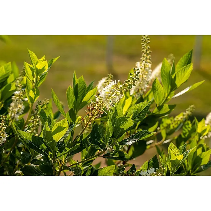Pflanzen für dich Scheinbeere 40-60 cm - Clethra alnifolia 'Hummingbird' - Weiße Blüten blühen an einer üppigen grünen Pflanze im Sonnenlicht.