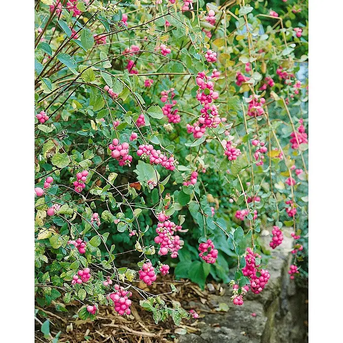 Pflanzen für dich Scheinbeere 40-60 cm - Symphoricarpos × doorenbosii 'Amethyst' - Busch mit Büscheln leuchtend rosa, runden Beeren zwischen grünen Blättern.
