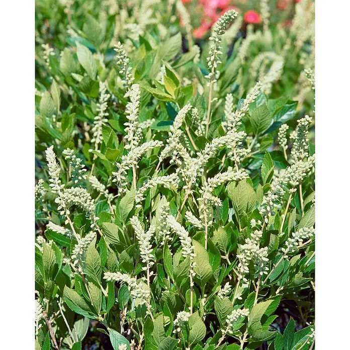 Pflanzen für dich Hartriegel 40-60 cm - Clethra alnifolia, Weiß - Eine üppige grüne Pflanze mit zahlreichen aufrechten Ähren kleiner weißer Blüten.