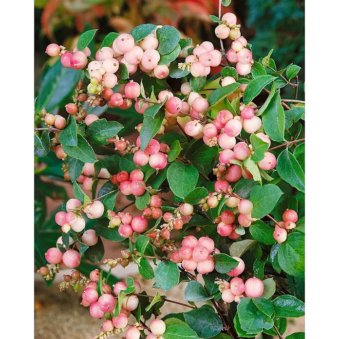 Pflanzen für dich Scheinbeere 40-60 cm - Symphoricarpos × doorenbosii 'Magical Sweet' - Ein lebendiger Strauch mit vielen runden pink-weißen Beeren und grünen Blättern.