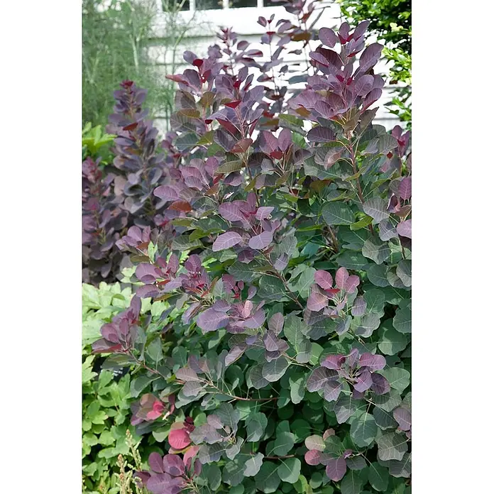 Pflanzen für dich Perückenstrauch 100-125 cm - Cotinus coggygria, 100 cm - 125 cm - Üppiger Strauch mit markanten rot-violetten und grünen Blättern, ideal für die Gartengestaltung.