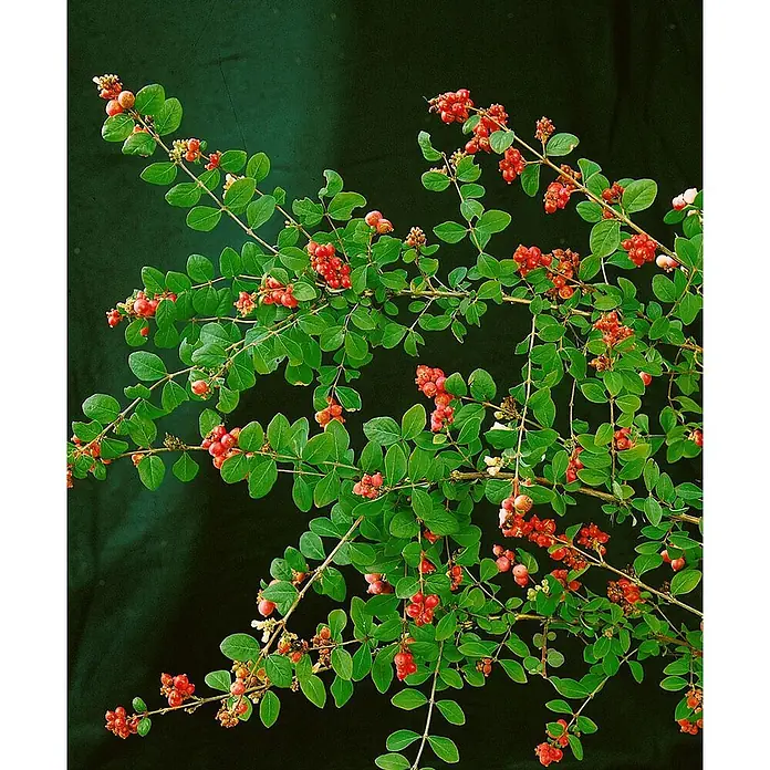 Pflanzen für dich Scheinbeere 100-125 cm - Symphoricarpos doorenbosii 'Magic Berry' - Zweig mit leuchtend grünen Blättern und Büscheln kleiner, runder, roter Beeren.