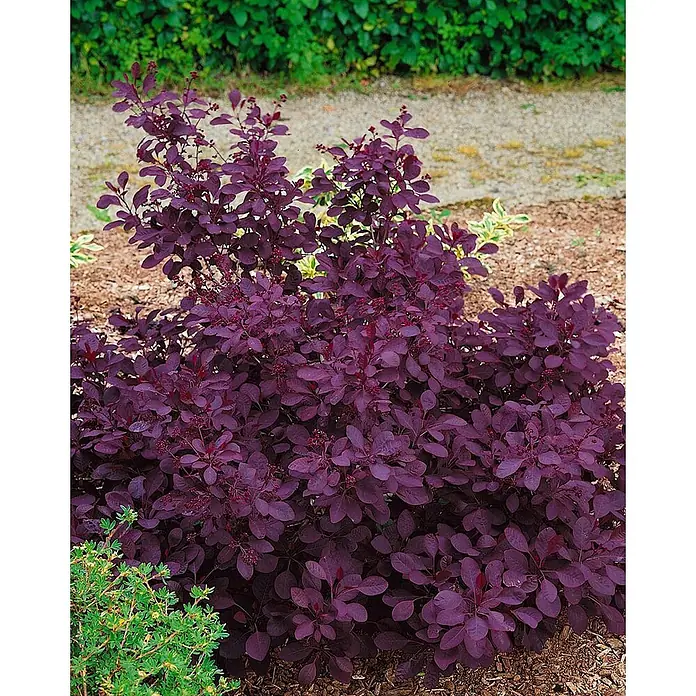 Pflanzen für dich Perückenstrauch 100-125 cm - Cotinus coggygria, 100 cm - 125 cm - Ein kräftiger Strauch mit tiefvioletten Blättern und kleinen roten Blütenrispen, der in einer Gartenumgebung gedeiht.