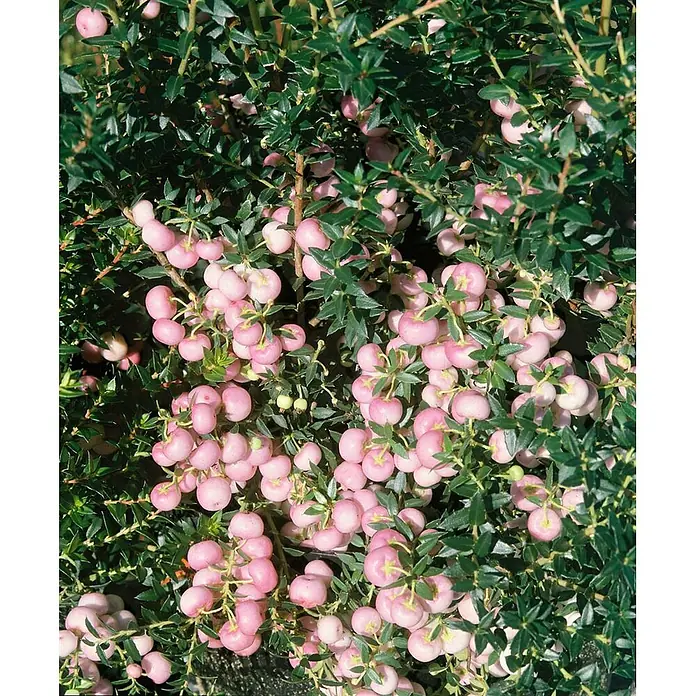 Pflanzen für dich Scheinbeere 20-25 cm - Gaultheria itoana - Eine üppige Pflanze mit Trauben von leuchtend rosa Beeren und kleinen, dunkelgrünen Blättern.